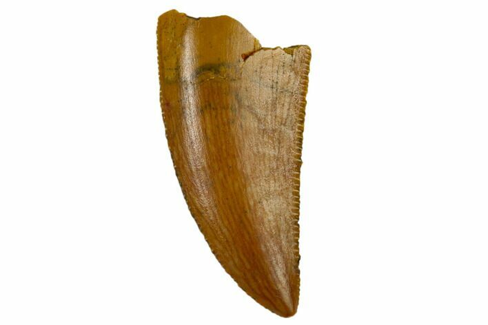 Serrated, Raptor Tooth - Real Dinosaur Tooth #115848